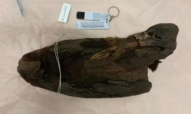 Ібісів для жертвоприношень не розводили, а ловили у дикій природі