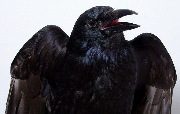 Вороны способны к субъективному восприятию