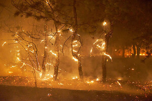 В Донецкой области горит лес 