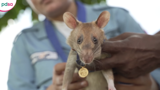  Самец крысы по клике Магава удостоился медали, фото: pdsa