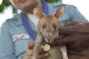 Крыса-сапер награждена золотой медалью за героизм в боевой обстановке