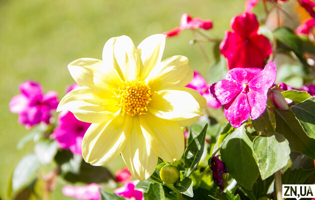 Из-за изменений климата цветы меняют окраску