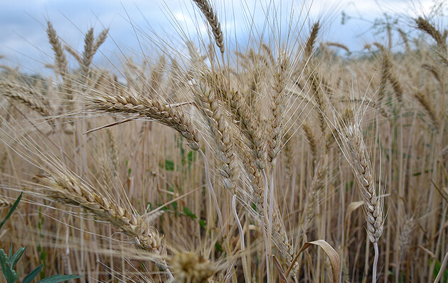 Экспорт зерновых из Украины уменьшился на 12%