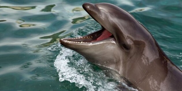Во Франции примут законы против передвижных цирков с животными и дельфинариев