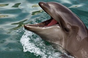 Во Франции примут законы против передвижных цирков с животными и дельфинариев