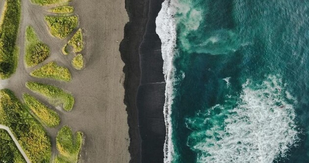 Загибель тварин пов'язують з забрудненню вод Тихого океану