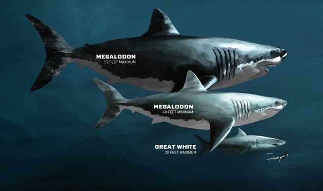 Гигантские размеры древних акул объяснили внутриутробным каннибализмом