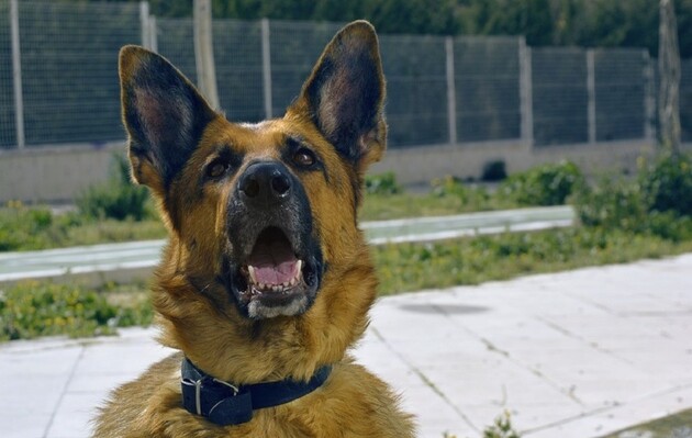 В Украине больных коронавирусом будут искать служебные собаки