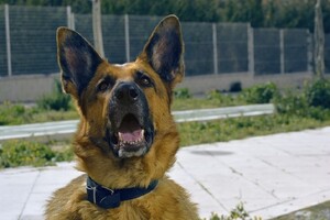 В Україні хворих на коронавірус будуть шукати службові собаки 