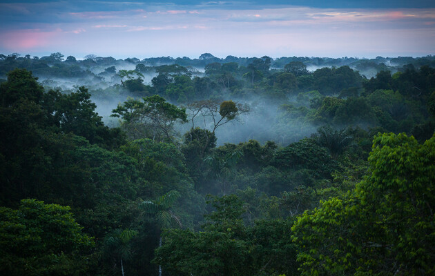 Вчені допустили перетворення лісів Амазонки на савану 