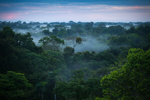 Ученые допустили превращение лесов Амазонки в саванну