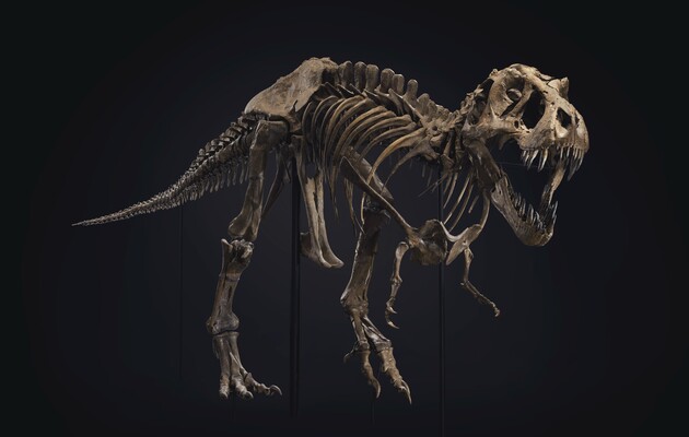 Скелет тираннозавра продали на аукционе за 32 миллиона долларов