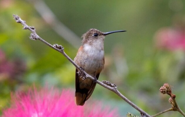 Багамський колібрі зустрічається тільки на Багамському архіпелазі