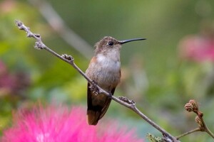 Поява перших поселенців на Багамах призвела до загибелі 27 видів птахів 