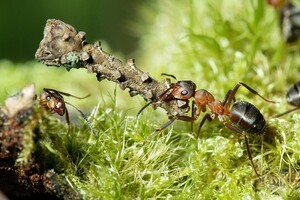Вчені з'ясували, чому мурахи такі сильні 