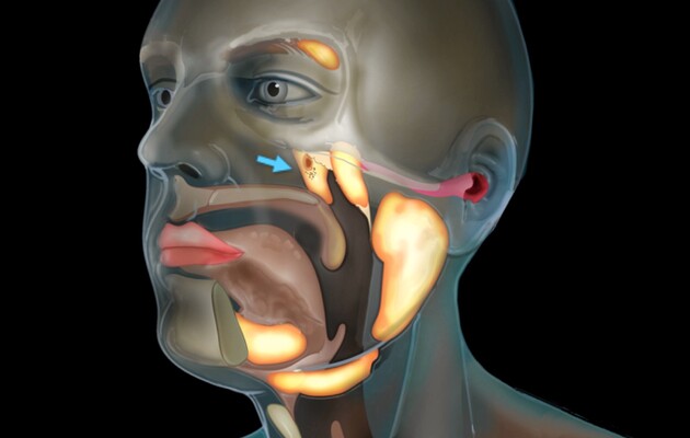 Вчені виявили нові великі слинні залози