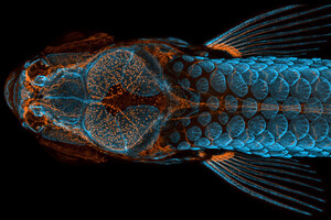 Судини рибки даніо і ембріон риби-клоуна: опубліковані кращі роботи конкурсу мікрофотографії 