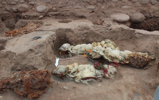 Лам, що призначалися в жертву, ховали заживо