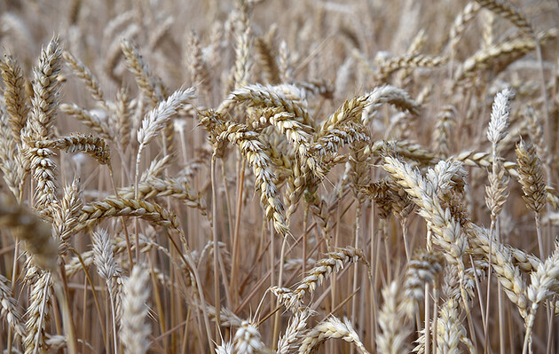 Аграрії та Мінекономіки обговорять ризики обвалу ринку зернових 