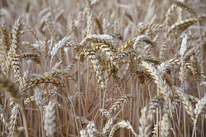 Аграрії та Мінекономіки обговорять ризики обвалу ринку зернових 