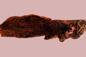 Ученые нашли древнейший костяной наконечник