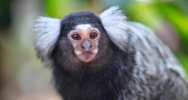 Игрунки оказались способны к самоодомашниванию