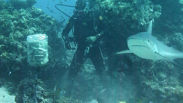 Акула атакувала українців біля коралових рифів у Червоному морі