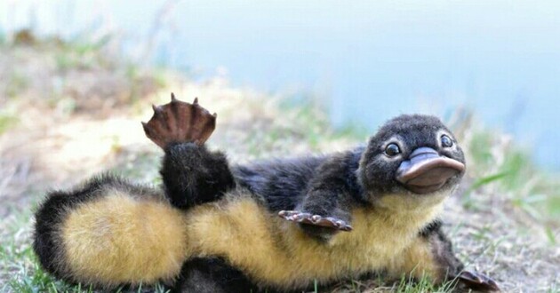 Утконосы способны светиться в темноте