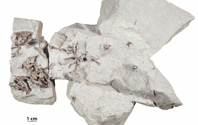 Древние млекопитающие рыли норы и жили совместно