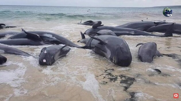 На узбережжя Шрі-Ланки викинулися 100 китів