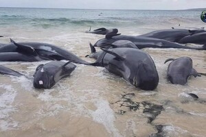 На побережье Шри-Ланки выбросились 100 китов