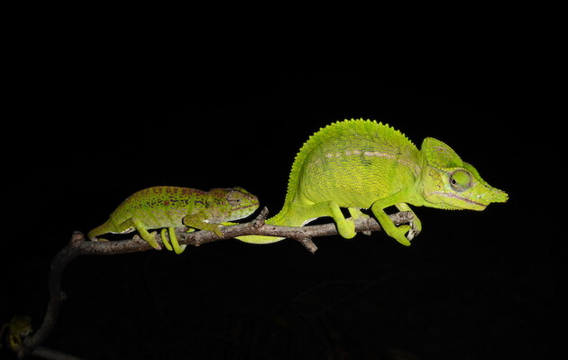 Цей вид хамелеонів вважався вимерлим 