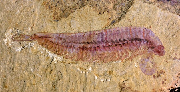 Палеонтологи нашли останки членистоногого с пятью глазами