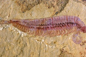 Палеонтологи знайшли останки членистоногого з п'ятьма очима 