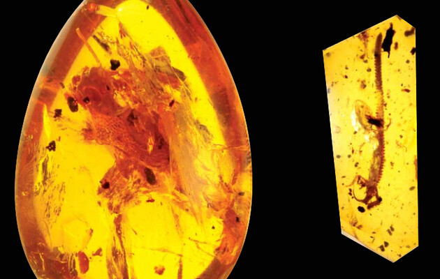 В кусочке янтаря нашли новый ископаемый вид амфибий