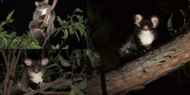 Ученые нашли еще два вида австралийских поссумов