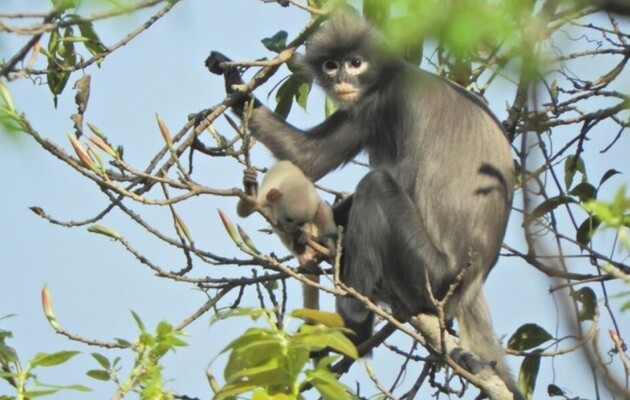Вчені знайшли новий вид мавп, він вже знаходиться на межі зникнення 