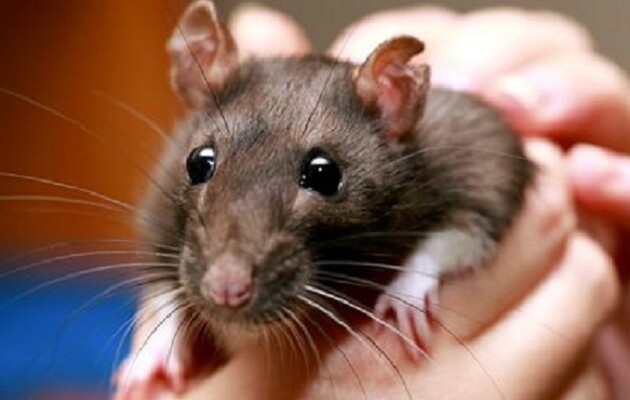 В Европе выявили первый случай хантавируса: Девушка заразилась от домашней крысы