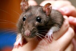В Европе выявили первый случай хантавируса: Девушка заразилась от домашней крысы