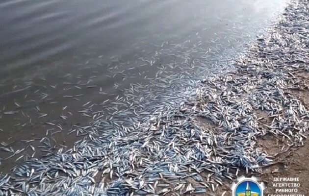 В лимані біля Кирилівки зафіксували масову загибель риби 