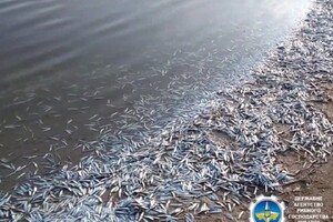 В лимані біля Кирилівки зафіксували масову загибель риби 
