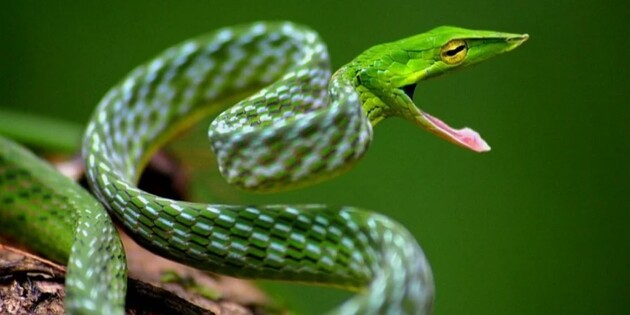 Змеи Виды Фото