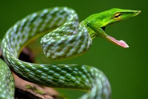 В Індії знайдено п'ять нових видів змій 