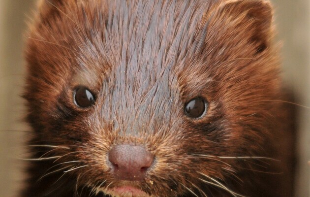 Первые случаи коронавируса у норок в стране зафиксировали летом