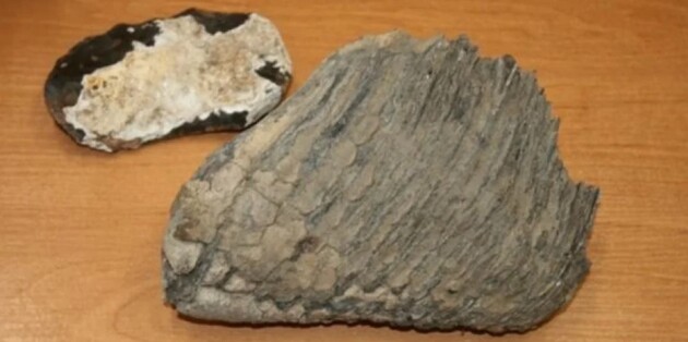 Зуб мамонта нашли в Ровенской области