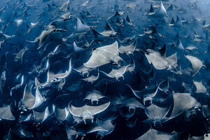 Щорічний конкурс океанічної фотографії назвав переможців 2020 року