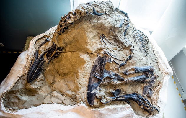 Перший повний скелет тиранозавра показали публіці 