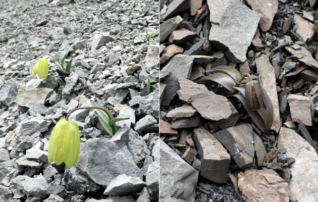 Рослини навчилися ховатися від збирачів