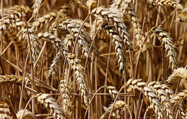 Зерновые и зернобобовые собраны уже с 96% засеянных площадей Украины