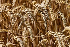 Зернові та зернобобові зібрані вже з 96% засіяних площ України 